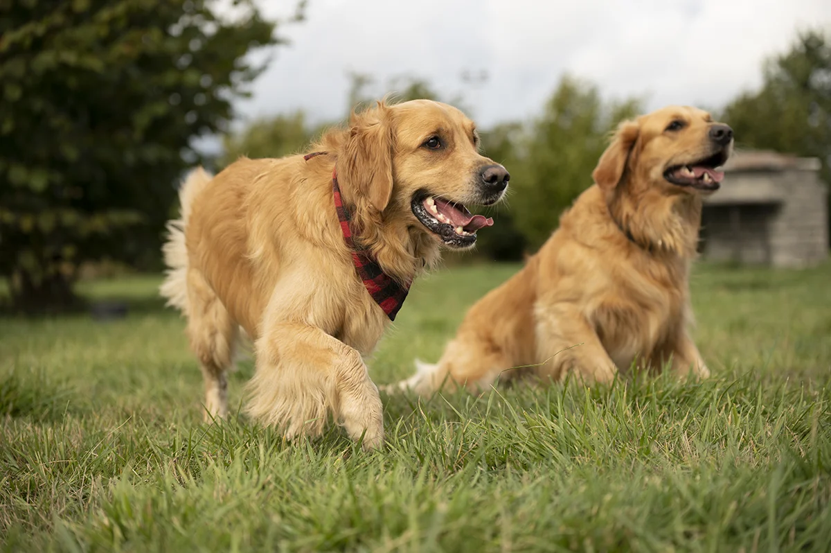 Golden Retriever Luke und sein Bruder Max im Gras