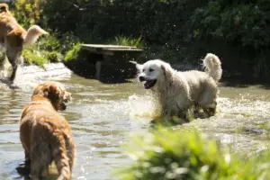Weißer Golden Retriever schüttelt sich im Wasserbecken