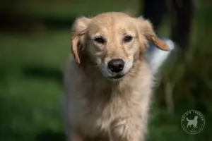 Nahes Portrait einer jungen Golden Retriever Hündin