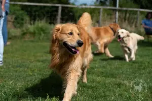 Freudiger Golden Retriever auf Grasfläche, weitere Goldies unscharf im Hintergrund