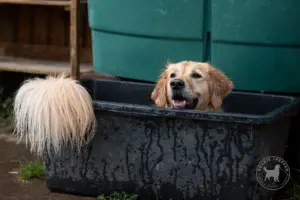 Golden Retriever badet in einer Wassertonne.
