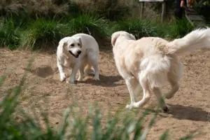 Zwei weiße Golden Retriever spielen in der Sandgrube