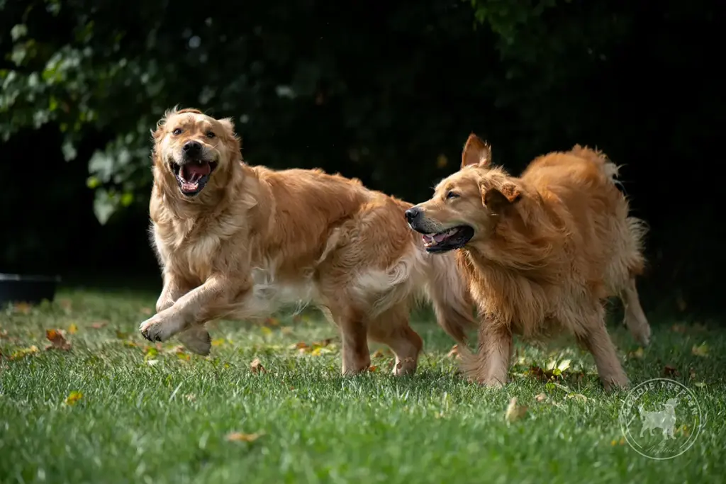 Zwei Golden Retriever toben auf der Grasfläche