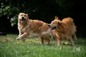 Zwei Golden Retriever toben auf der Grasfläche