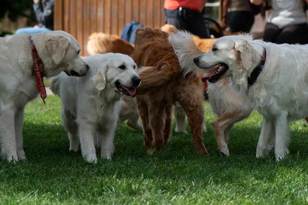 Gruppe von Golden Retrievern, die friedlich dastehen und sich anschauen