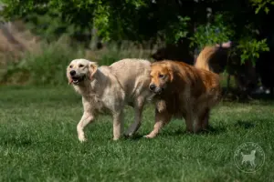 Ein Golden Retriever schmiegt sich an die Rückseite des Anderen an