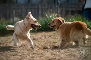 Zwei Golden Retriever toben in der Sandgrube