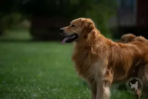 Seitenportrait eines leicht hechelnden Golden Retrievers, der vom Betrachter aus gesehen nach links schaut