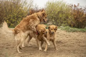 Drei Golden Retriever toben in einer Sandgrube